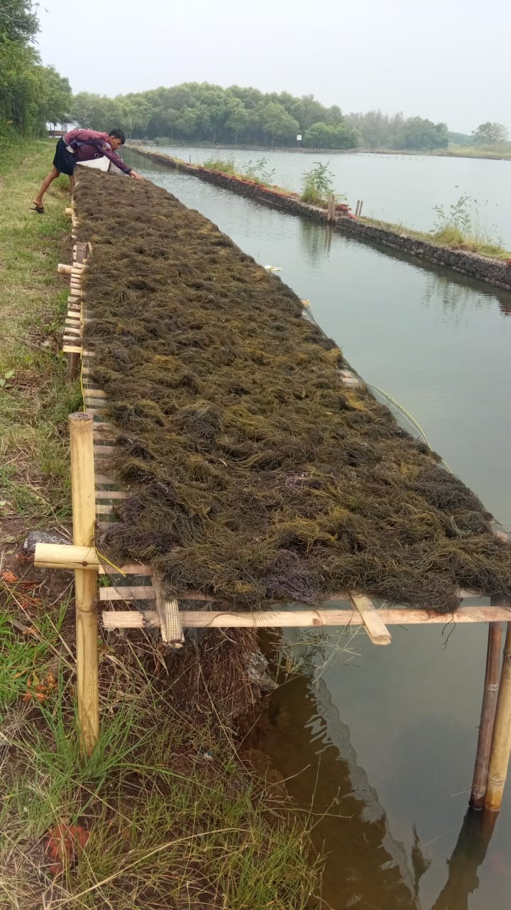 Meningkatkan Kesejahteraan Petani Melalui Kebun Bibit Rumput Laut di Brebes